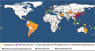 Insights Into Insect Vector Transmission and Epidemiology of Plant-Infecting Fijiviruses